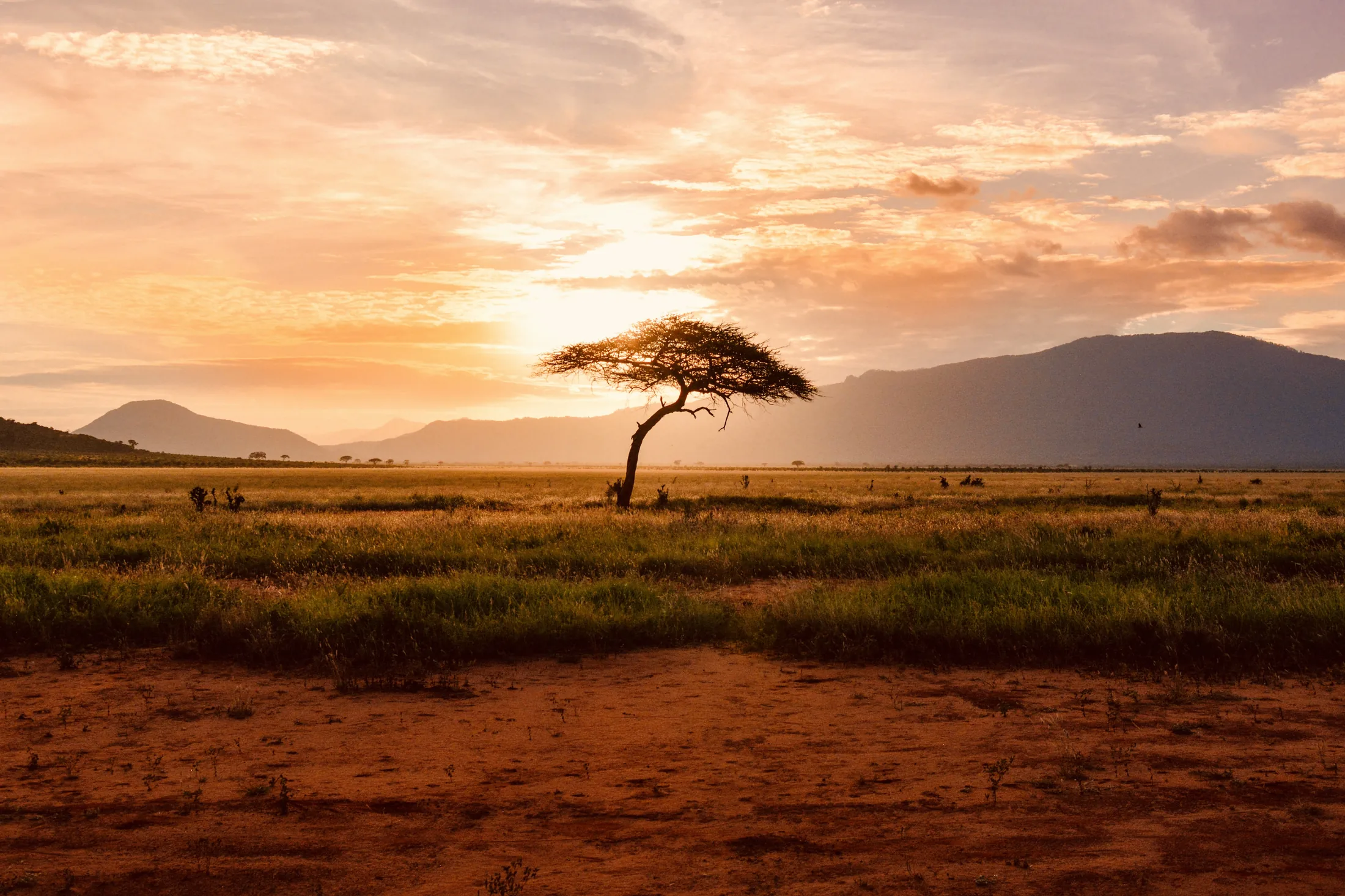 Lone acacia on the savanna at dusk